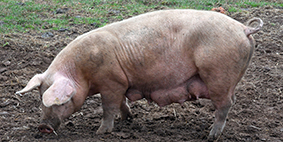 large sow foraging in muddy field